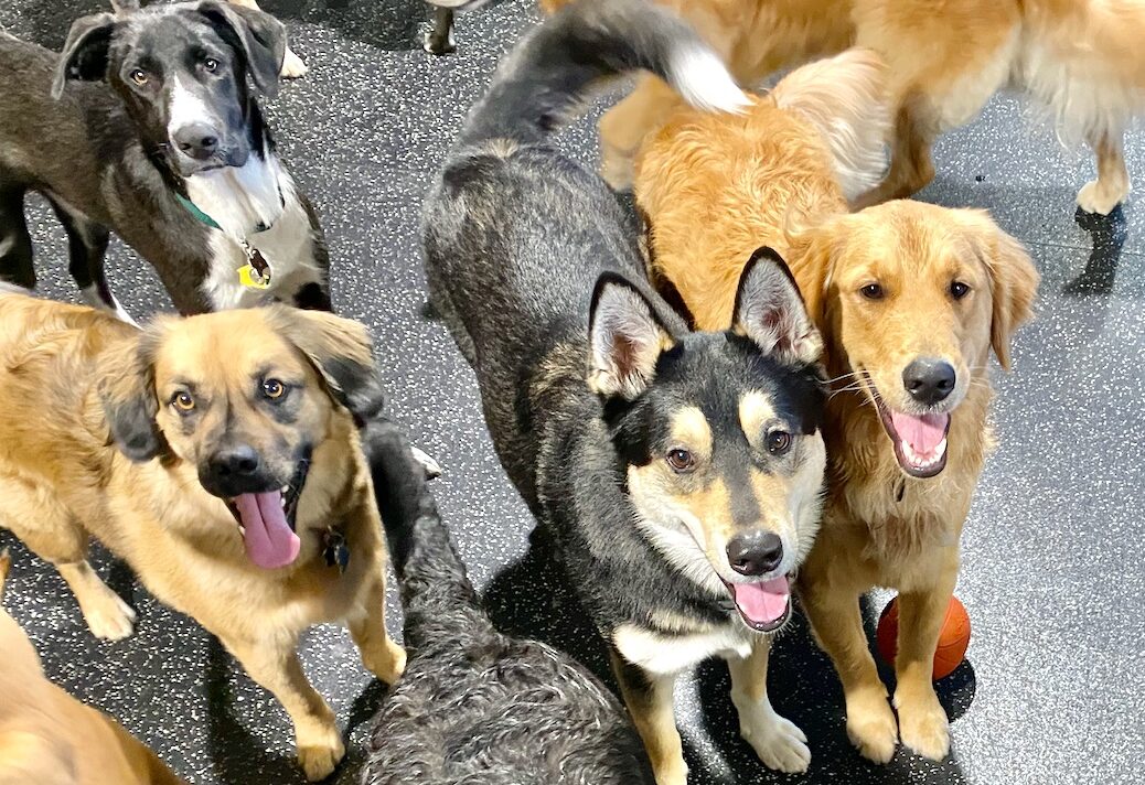 Dogs Socializing at Daycare
